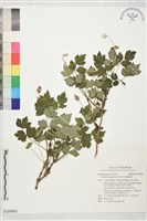 藏品(高山鐵線蓮)的圖片