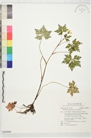 藏品(多果雞爪草)的圖片