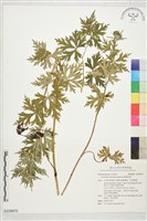 藏品(臺灣烏頭)的圖片