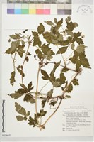 藏品(繡球藤)的圖片