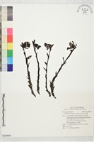 藏品(水晶蘭)的圖片