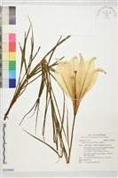 藏品(臺灣百合)的圖片