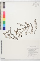 藏品(小牙草)的圖片