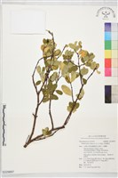 藏品(南嶺蕘花)的圖片