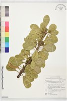 藏品(山欖、樹青)的圖片