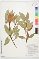 藏品(金新木薑子)的圖片