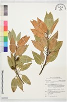 藏品(金新木薑子)的圖片