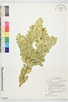 藏品(琉球黃楊)的圖片