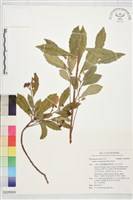 藏品(雨傘仔)的圖片