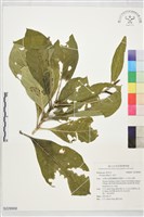 藏品(茜木)的圖片