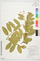 藏品(蘭嶼山柑)的圖片