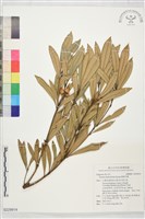 藏品(柳葉石櫟)的圖片