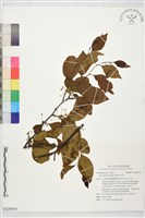 藏品(草野氏冬青)的圖片