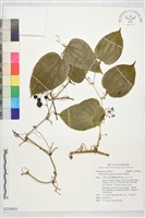 藏品(平柄菝契)的圖片