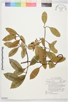 藏品(小錦蘭)的圖片