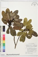 藏品(蘭嶼虎皮楠)的圖片