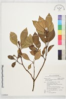 藏品(小葉木犀, 厚邊木犀)的圖片