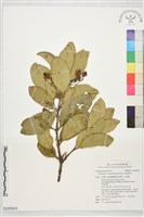 藏品(交趾衛矛)的圖片