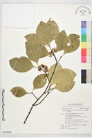 藏品(日本賽衛矛、日本假衛矛)的圖片