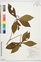 藏品(貝木)的圖片