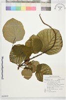 藏品(圓葉血桐)的圖片