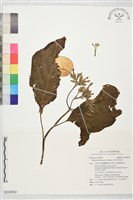 藏品(大葉玉葉金花)的圖片