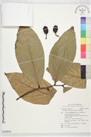 藏品(琉球暗羅)的圖片