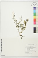 藏品(焊菜)的圖片