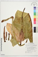 藏品(蘭嶼姑婆芋)的圖片