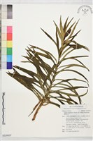 藏品(鐵砲百合)的圖片