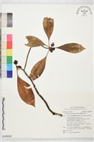 藏品(蘭嶼九節木)的圖片