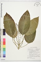 藏品(假鐵莧)的圖片