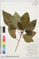 藏品(牛乳榕)的圖片