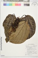 藏品(蘭嶼落葉榕)的圖片