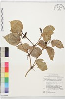 藏品(綠島風藤、菲律賓風藤)的圖片