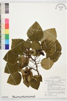 藏品(圓葉血桐)的圖片