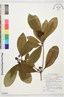 藏品(蘭嶼海桐)的圖片