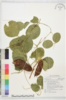 藏品(肥豬豆)的圖片