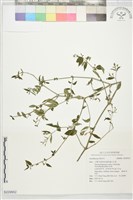 藏品()的圖片