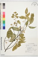 藏品(墨點櫻桃、黑星櫻)的圖片