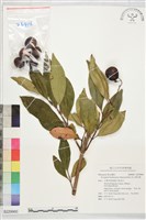 藏品(高士佛赤楠)的圖片