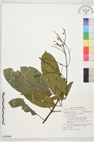 藏品(三葉山香圓)的圖片