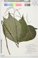 藏品(臺灣及己)的圖片