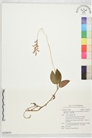 藏品(台灣線柱蘭、芳線柱蘭)的圖片