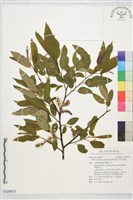 藏品(褐毛柳、阿里山柳)的圖片