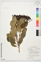 藏品(密脈赤楠)的圖片