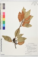 藏品(金新木薑子)的圖片