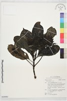 藏品(茜木)的圖片