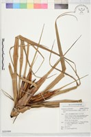 藏品(山露兜、山林投、林投舅)的圖片