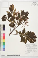 藏品(山豬肉)的圖片